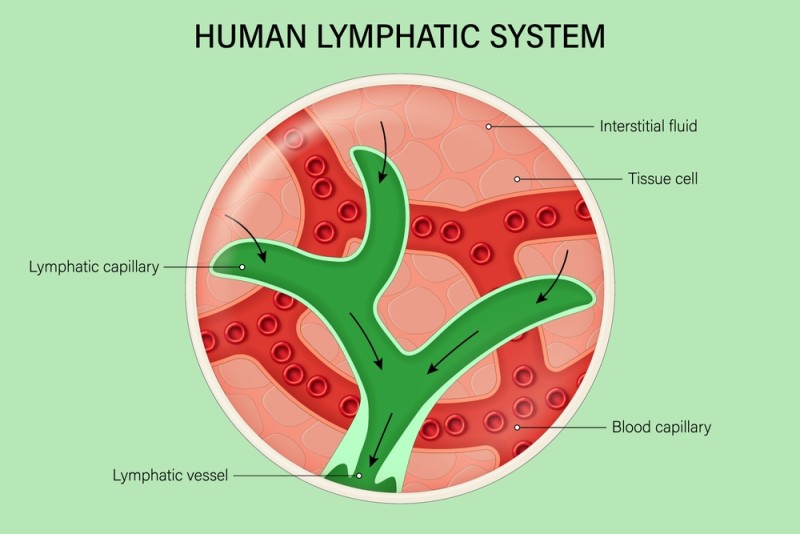 diagrama sistem limfatic